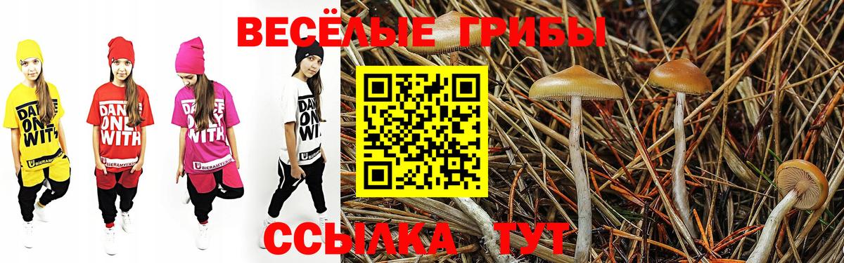 Псилоцибиновые грибы Psilocybe  наркота  Лениногорск  Вход с VPN 